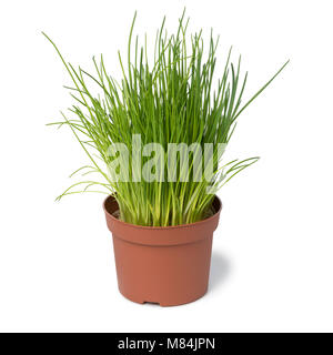 Brown plastic pot with fresh chives isolated on white background Stock Photo
