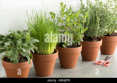 Row of brown terracotta pots with fresh green kitchen herbs, sage,mint,rosemary,oregano and chives Stock Photo