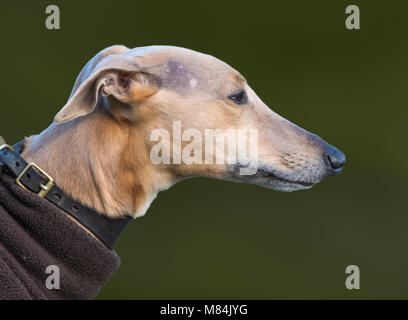 Closeup side view of the head of a Whippet dog. Stock Photo