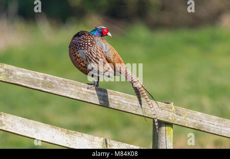 Adult male Pheasant (Phasianus colchicus) standing on a fence in Winter in West Sussex, England, UK. Stock Photo