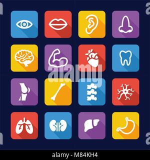 Human Anatomy Icons Flat Design Stock Vector