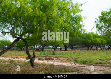 Honey Mesquite tree with blossoms and new, spring leaves sprouting in a brilliant lime green. Stock Photo