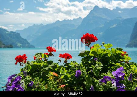 Flowers and lake Lucerne, Switzerland Stock Photo