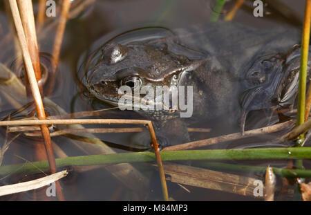 A Common Frog (Rana temporaria) just out of hibernation in spring waiting in the reeds at the edge of a pond for a partner to start spawning. Stock Photo
