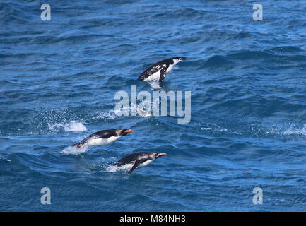 Macaroni penguins Stock Photo