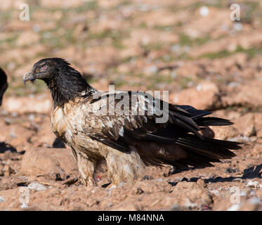 Juvenile Lammergeier or Bearded Vulture (Gypaetus barbatus) on the ground Pyrenees Spain . Stock Photo