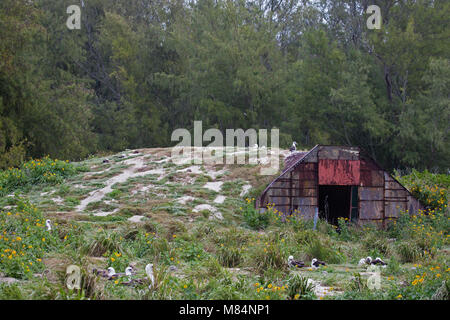 Armco quonset hut covered in sand and used as a bunker for storing ammunition during World War II. Stock Photo