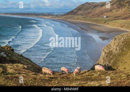 Looking Down on Rhossili Beach at the end of the Gower Peninsula south Wales Stock Photo