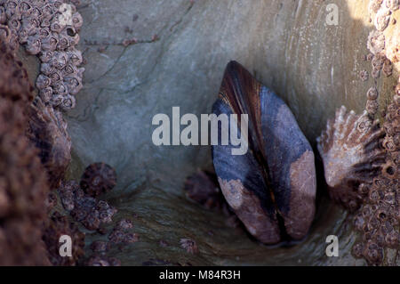 Muscle Shell on a Rock Stock Photo