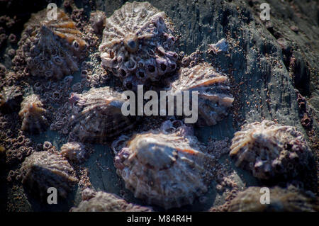 Limpets and Barnacles Stock Photo