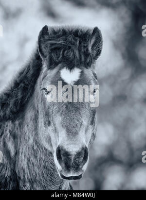 Arabian gelding with heart shaped star. Black and white photo Stock Photo