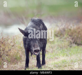 Wild hog female in Florida wetlands Stock Photo
