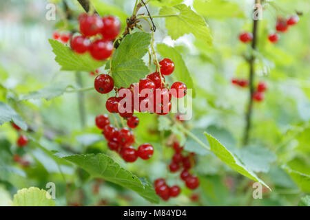 Red currants in the garden, close up Stock Photo