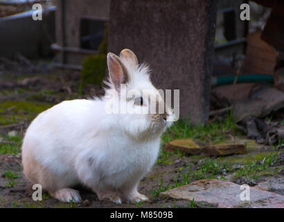 Rabbit, little sweet bunny. The Lionhead rabbit Stock Photo