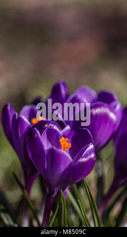 Purple Crocus flower showing orange stamen close Up, Littleton Park, Shepperton, Surrey, U.K. Stock Photo