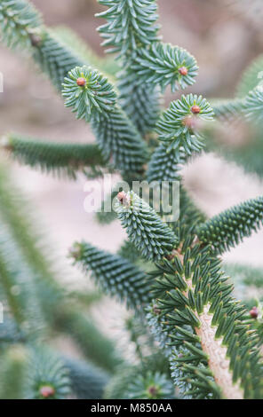 Abies pinsapo ‘Aurea’. Golden Spanish fir. Stiff-needled branches detail. UK Stock Photo