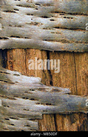 Betula pendula silver birch bark close up peeling form a dead standing tree Stock Photo