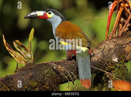 Plate-billed Mountain-toucan (Andigena laminirostris) adult perched on branch  Vinicio Birdwatcher's House, Nono-Mindo Road, Ecuador            Februa Stock Photo