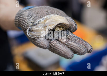 Hand in metal cut resistant glove is offering a freshly opened oyster on a fish market. Stock Photo
