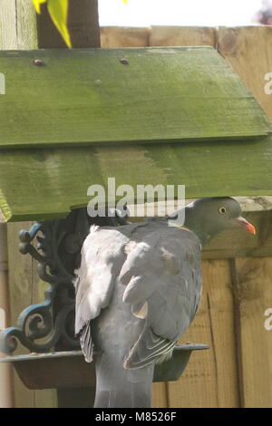 This pigeon was determined to get at the bird feeder even if it meant ducking underneath the roof. Stock Photo