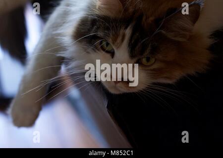 Pet Cat lounging on sofa in living room Stock Photo