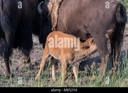 Bison Calf Nurses While Mother Grazes in field Stock Photo
