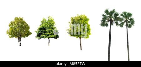 Tree isolated on white background. Stock Photo