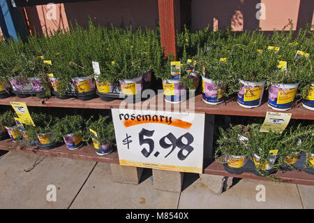 rosemary for sale at the Home Depot Store, California, USA, Stock Photo