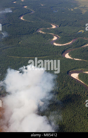An aerial view of a burnt pine forest Stock Photo - Alamy
