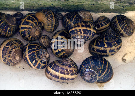Hibernating garden snails Cornu aspersum (formerly Helix aspersa) Stock Photo