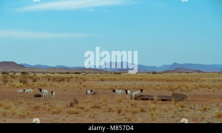 Landscape with sheep drinking water from a trough image with copy space in landscape format Stock Photo