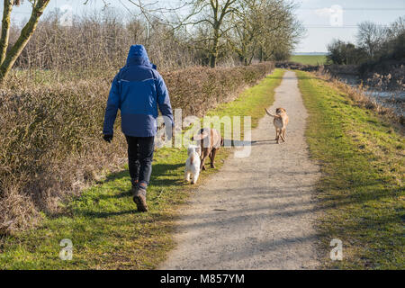 Man in warm winter clothing walking his dogs along the Grantham canal in winter. Nottinghamshire UK Stock Photo