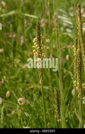 Sea Plantain, Plantago maritima Stock Photo