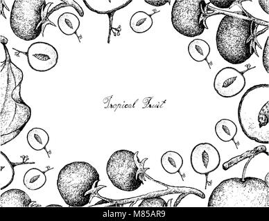 Tropical Fruit, Illustration Frame of Hand Drawn Sketch Grape Tomato and Indian Jujube or Ziziphus Mauritiana Fruits Isolated on White Background. Stock Vector