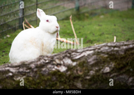 wild animals Stock Photo