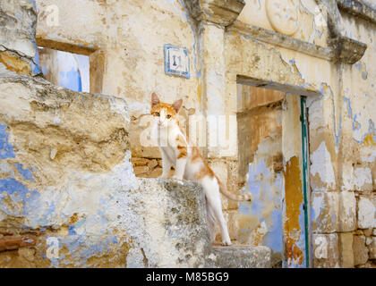 Cute cat kitten, red tabby with white,  standing on stairs in front of an old abandoned house, Greek island Rhodes, Dodecanese, Greece, Europe Stock Photo