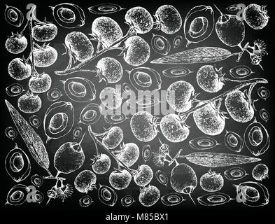 Tropical Fruits, Illustration Wallpaper Background of Hand Drawn Sketch Bunch of Ripe Grape Tomato and Mountain Apple, Malabar Plum, Water Rose Apple  Stock Vector
