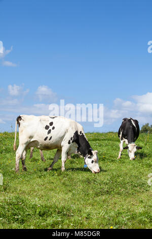 Black and white Holstein Dairy cows in a lush spring pasture grazing contentedly on the green grass against a blue cloudy sky Stock Photo