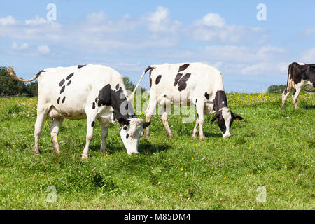 Two black and white Hostein dairy cows, cattle, with udders full of milk grazing on green grass in a lush spring pasture with dandelions Stock Photo