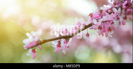 Sakura branch, pink on the background of a bokeh  Spring border or background art with pink blossom. Beautiful nature scene with blooming tree and sun Stock Photo