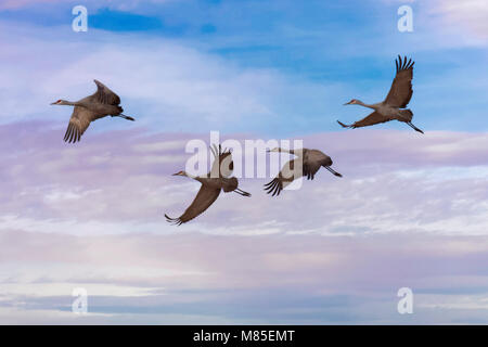 Sandhill Cranes in flight, Southern Arizona Stock Photo