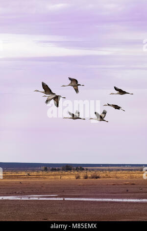 Migrating Sandhill Cranes (Grus canadensis),  Whitewater Draw Wildlife Area, Southern Arizona Stock Photo