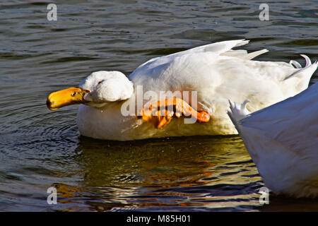 Tame Ducks Preening and Resting on City Park Lake Stock Photo