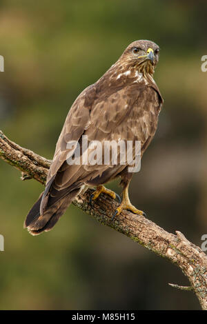 Common Buzzard (Buteo buteo), perched on a trunk, Castile and Leon, Spain. Stock Photo