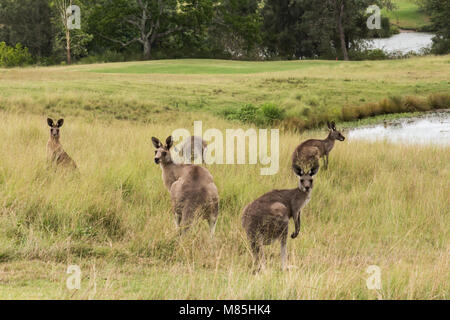 Group of Australian kangaroos in grass field next to lake Stock Photo