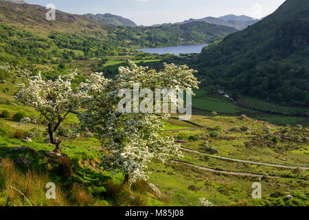 Tree in blossom in spring by Llyn Gwynant, Snowdonia, Wales Stock Photo