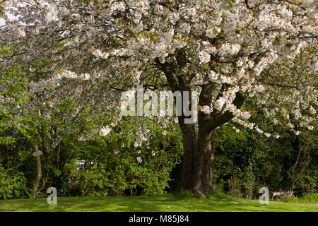 Tree covered in blosson in spring Stock Photo