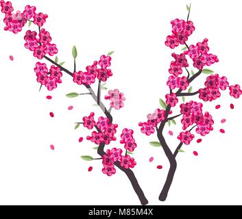 vector sakura branches with pink blossom isolated on white background. cherry spring flowers and flower buds of japanese sakura tree Stock Vector