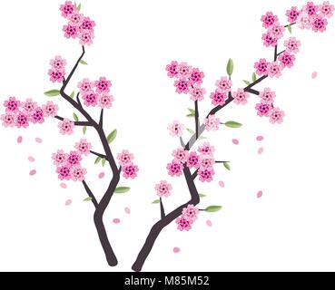 vector sakura branches with pink blossom isolated on white background. cherry spring flowers and flower buds of japanese sakura tree Stock Vector