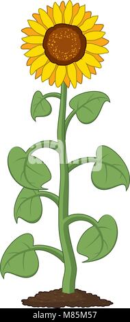 vector cartoon of garden sunflower grow in soil. summer agriculture illustration. sunflower symbol isolated on white background Stock Vector